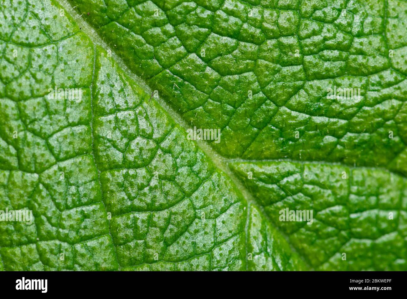 Close up of fresh green leaf texture details background Stock Photo - Alamy