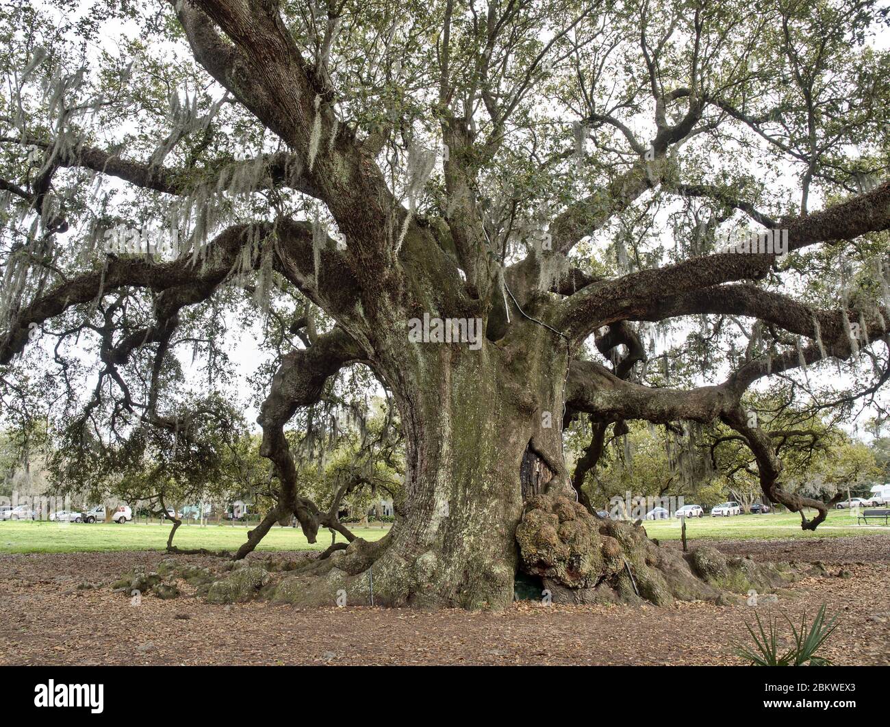 300 year old southern live oak known as "Tree of life" at Audubon Park, New Orleans, Louisiana