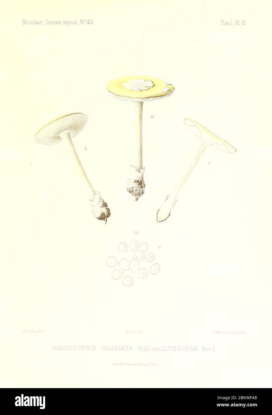 Icones mycologicæ, ou Iconographie des champignons de France principalement Discomycetes (Pl. 8) (9800827956). Stock Photo