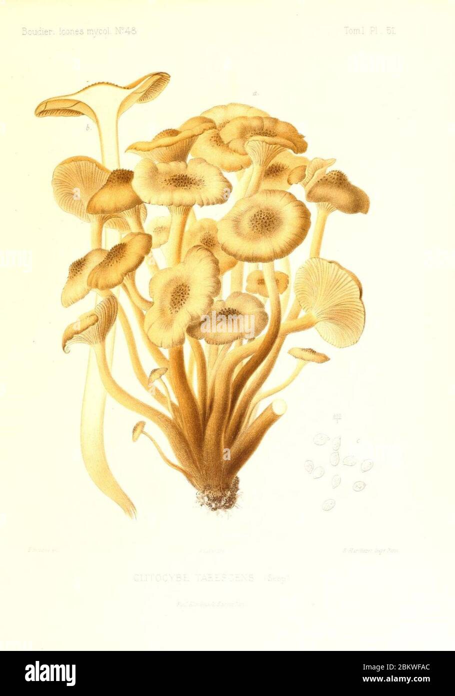 Icones mycologicæ, ou Iconographie des champignons de France principalement Discomycetes (Pl. 61) (9801010313). Stock Photo