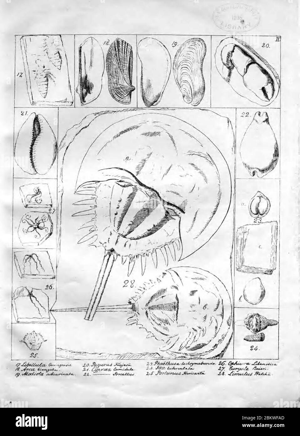 Icones fossilium sectiles (Plate II) Stock Photo