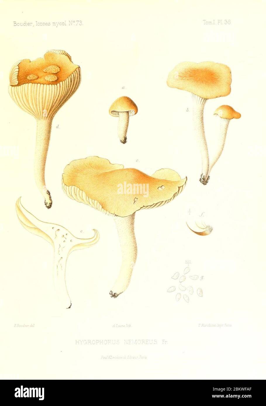 Icones mycologicæ, ou Iconographie des champignons de France principalement Discomycetes (Pl. 36) (9800868515). Stock Photo