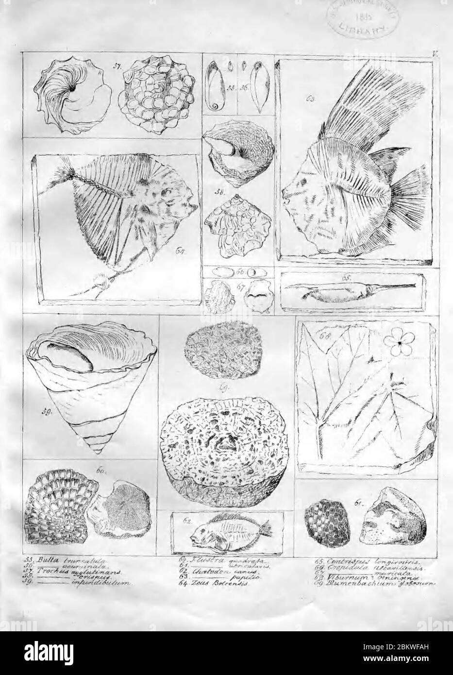Icones fossilium sectiles (Plate V) Stock Photo