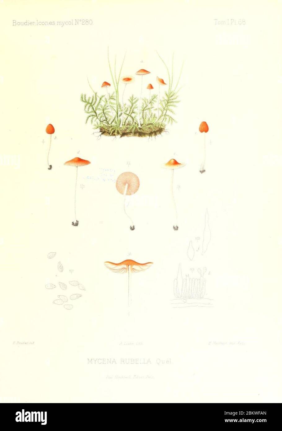 Icones mycologicæ, ou Iconographie des champignons de France principalement Discomycetes (Pl. 68) (9800964614). Stock Photo