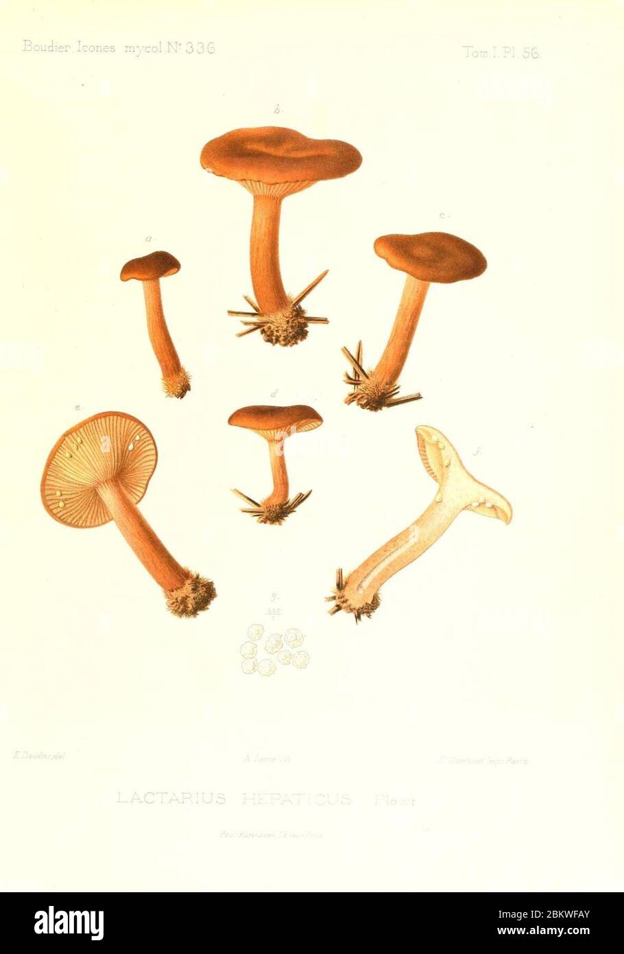 Icones mycologicæ, ou Iconographie des champignons de France principalement Discomycetes (Pl. 56) (9800937444). Stock Photo