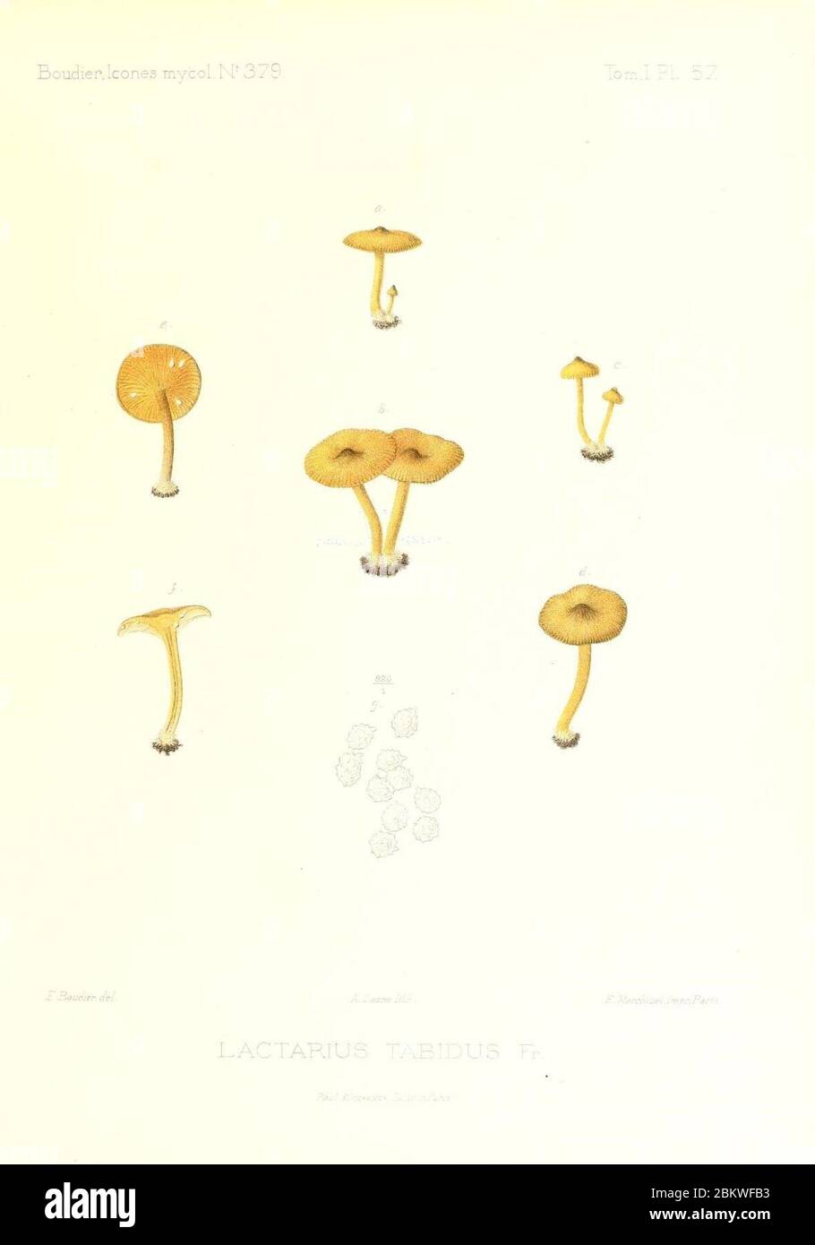 Icones mycologicæ, ou Iconographie des champignons de France principalement Discomycetes (Pl. 57) (9800947116). Stock Photo