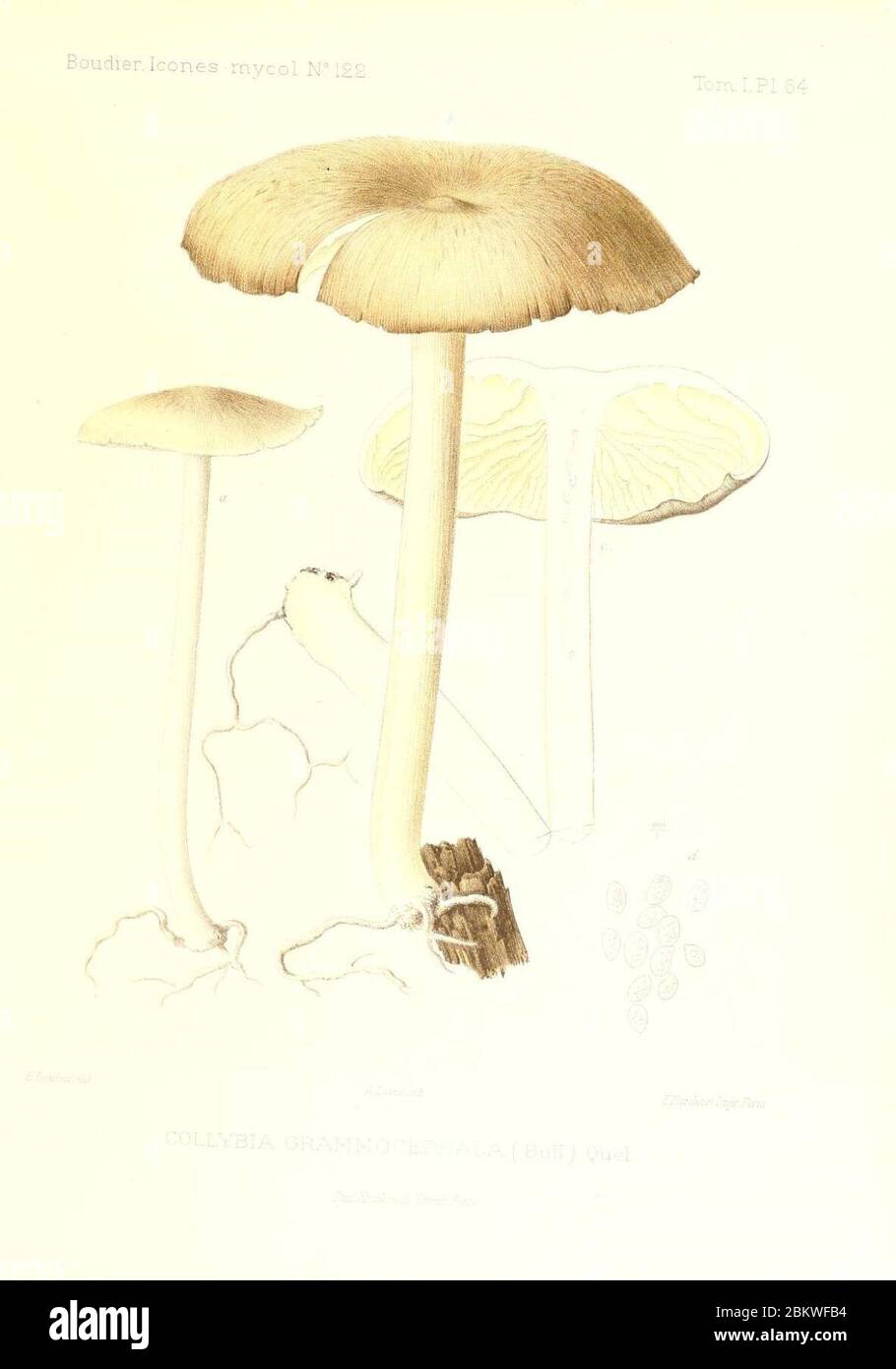 Icones mycologicæ, ou Iconographie des champignons de France principalement Discomycetes (Pl. 64) (9800955634). Stock Photo