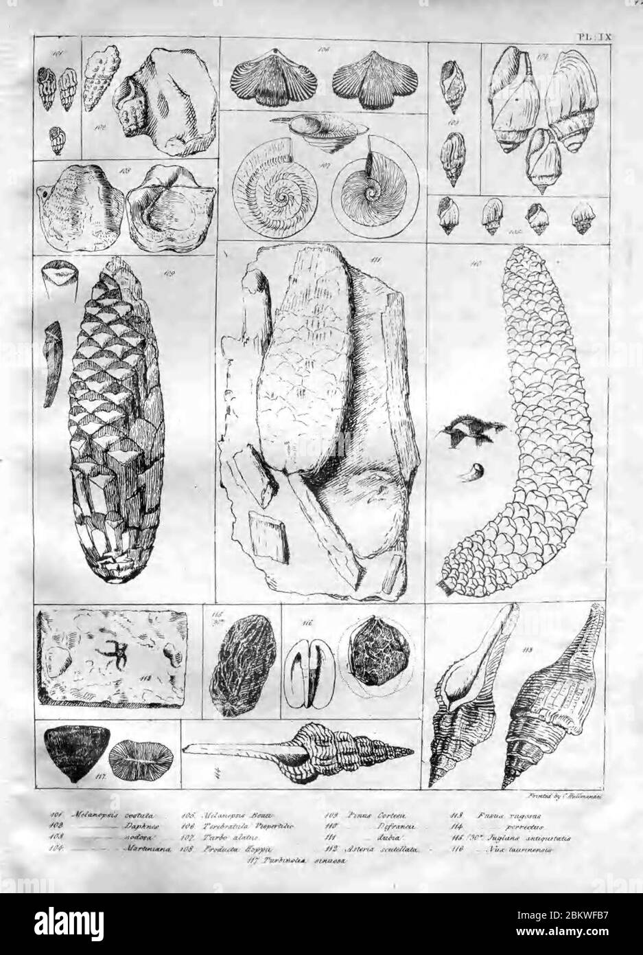 Icones fossilium sectiles (Plate IX) Stock Photo