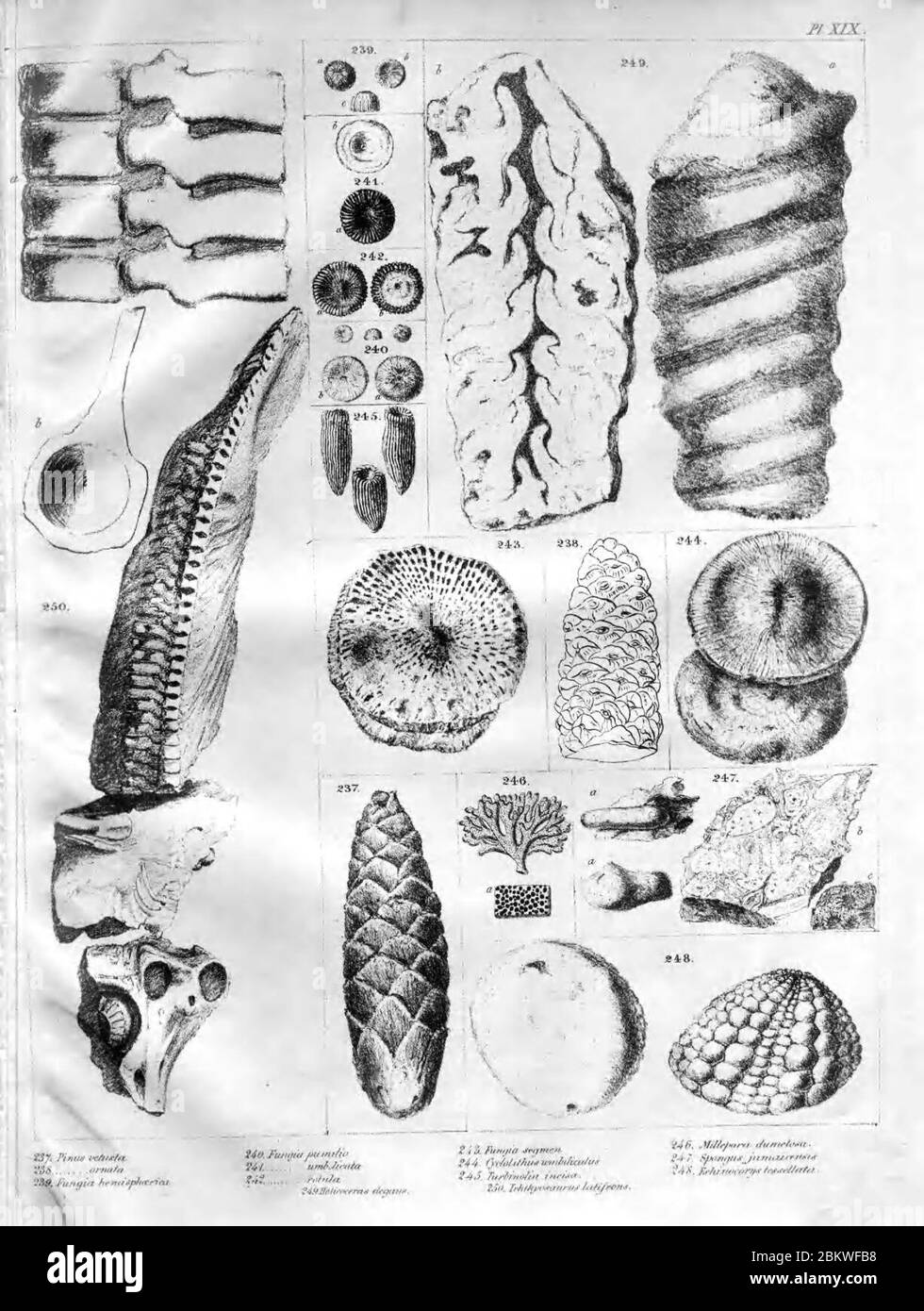 Icones fossilium sectiles (Plate XIX) Stock Photo