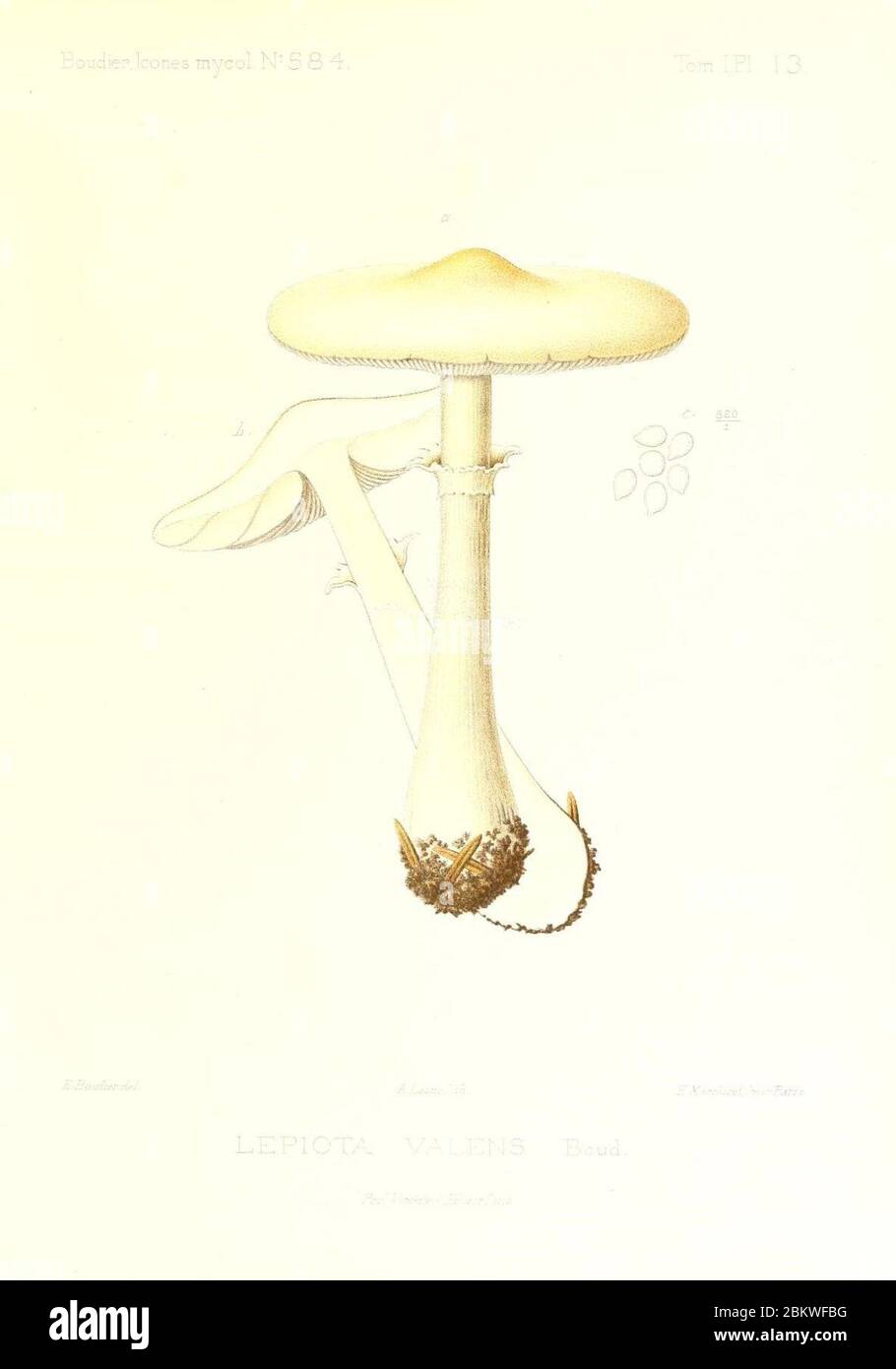 Icones mycologicæ, ou Iconographie des champignons de France principalement Discomycetes (Pl. 13) (9800897503). Stock Photo