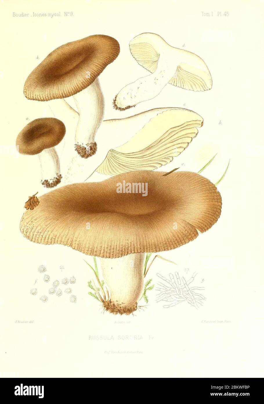 Icones mycologicæ, ou Iconographie des champignons de France principalement Discomycetes (Pl. 45) (9800890075). Stock Photo