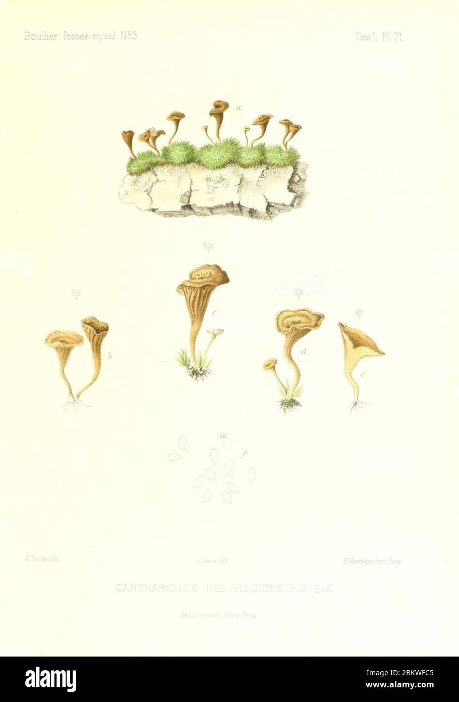 Icones mycologicæ, ou Iconographie des champignons de France principalement Discomycetes (Pl. 71) (9800978056). Stock Photo