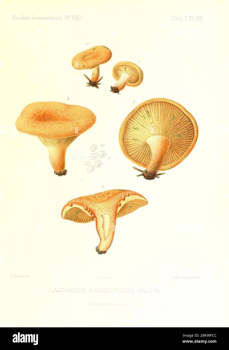 Icones mycologicæ, ou Iconographie des champignons de France principalement Discomycetes (Pl. 50) (9800922754). Stock Photo