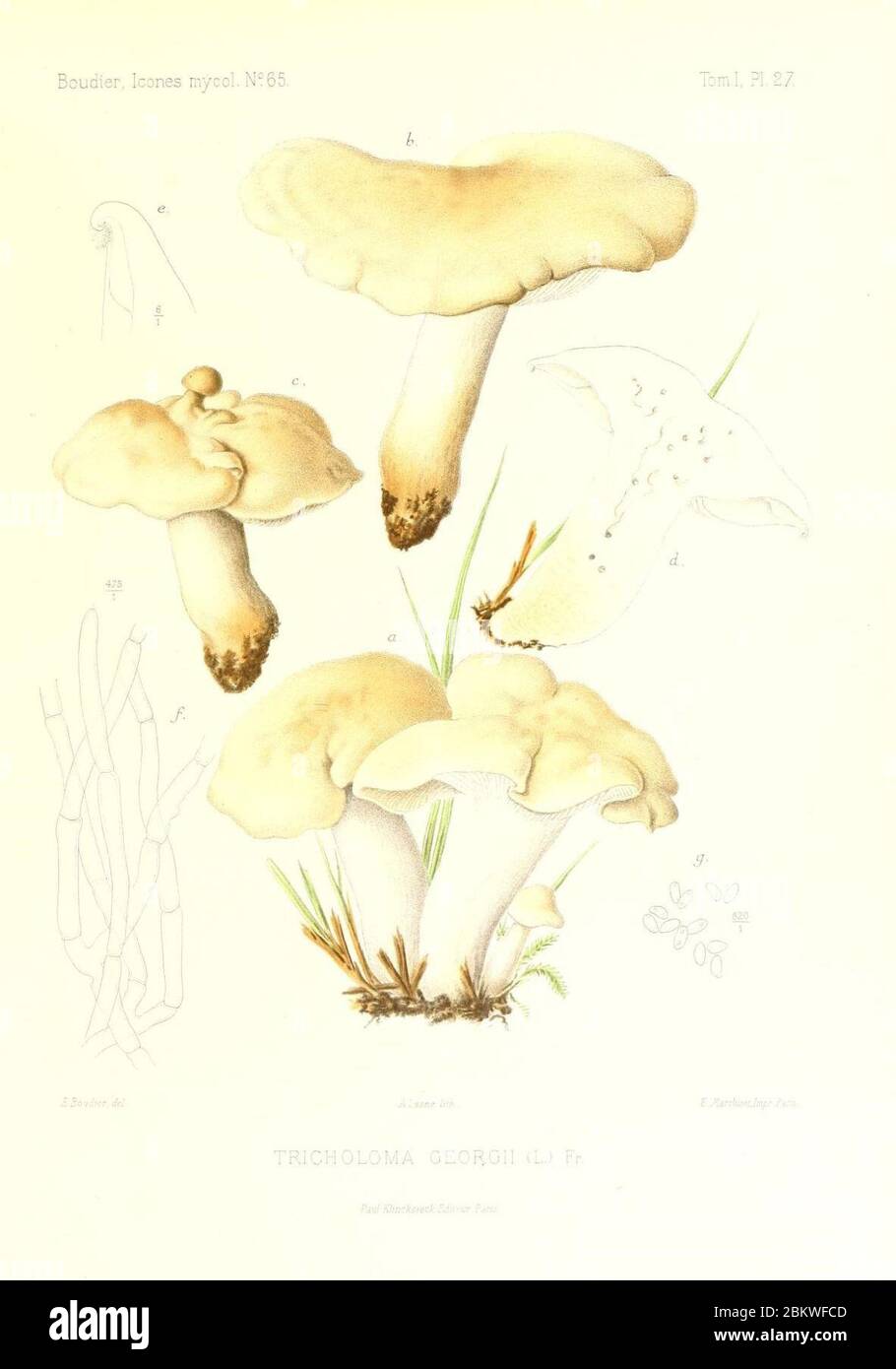 Icones mycologicæ, ou Iconographie des champignons de France principalement Discomycetes (Pl. 27) (9800879696). Stock Photo