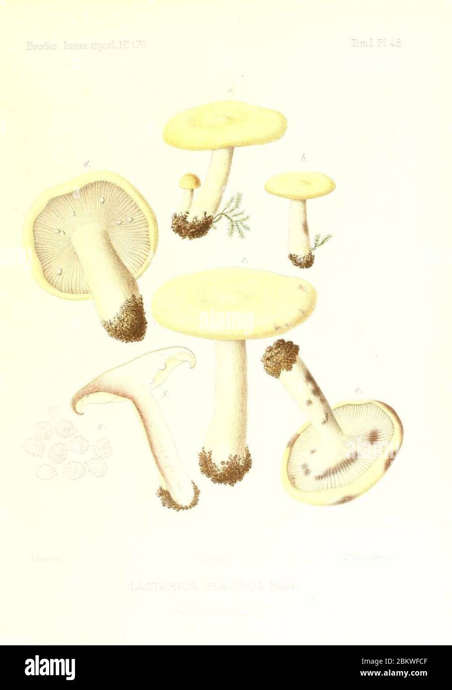 Icones mycologicæ, ou Iconographie des champignons de France principalement Discomycetes (Pl. 48) (9800926106). Stock Photo