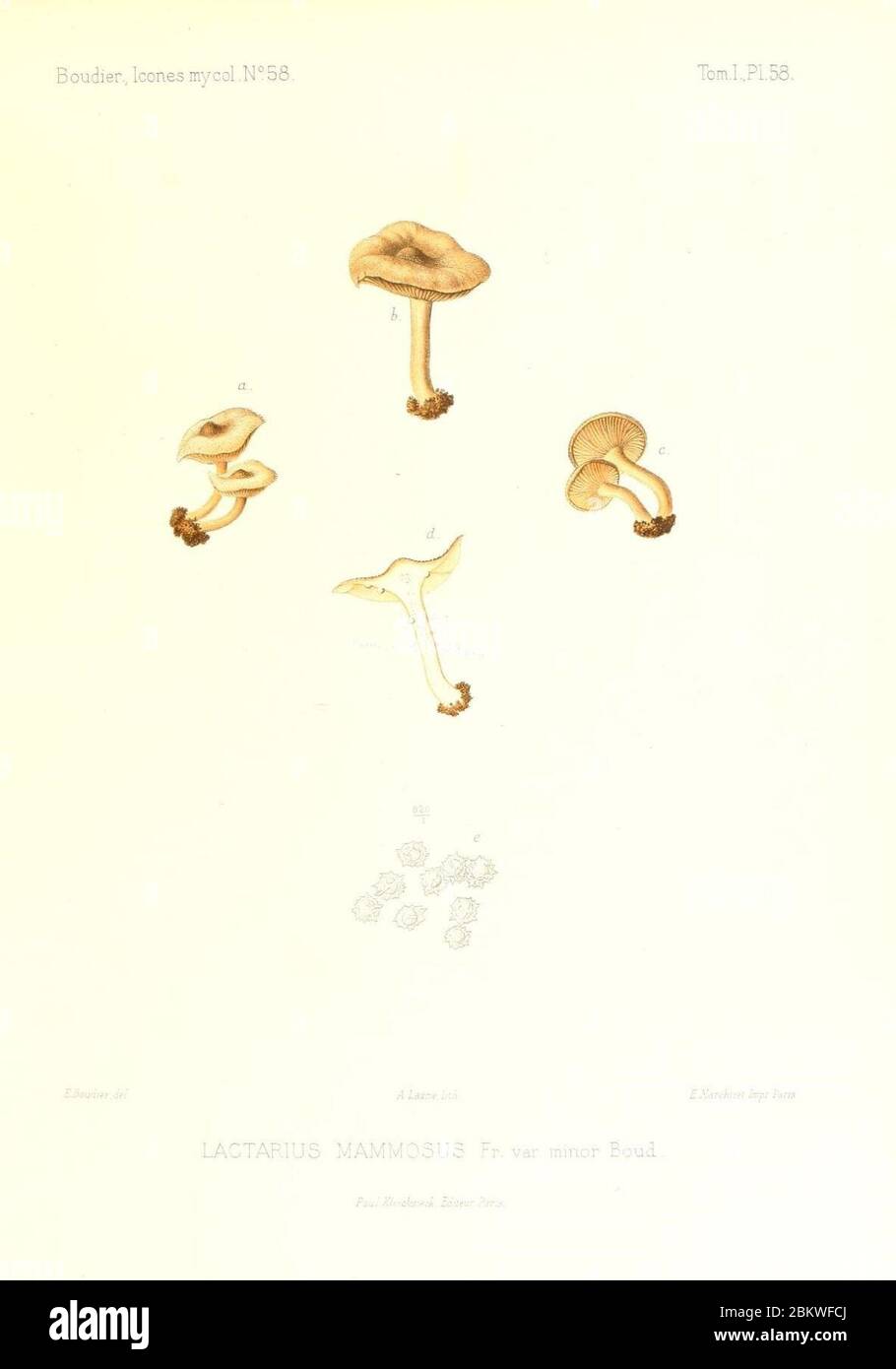 Icones mycologicæ, ou Iconographie des champignons de France principalement Discomycetes (Pl. 58) (9800949226). Stock Photo