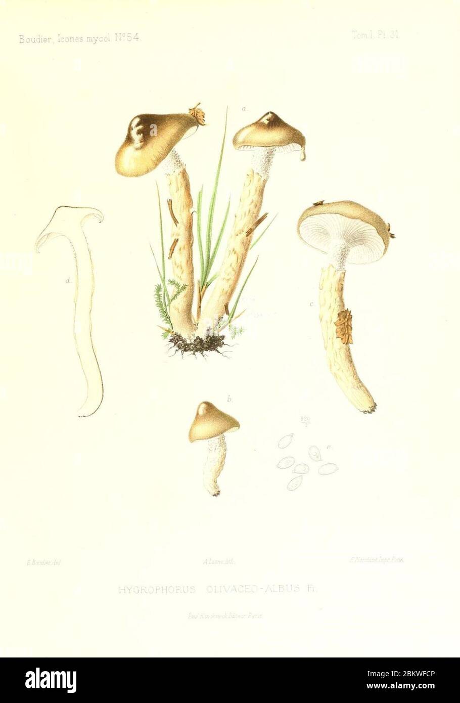 Icones mycologicæ, ou Iconographie des champignons de France principalement Discomycetes (Pl. 31) (9800943083). Stock Photo
