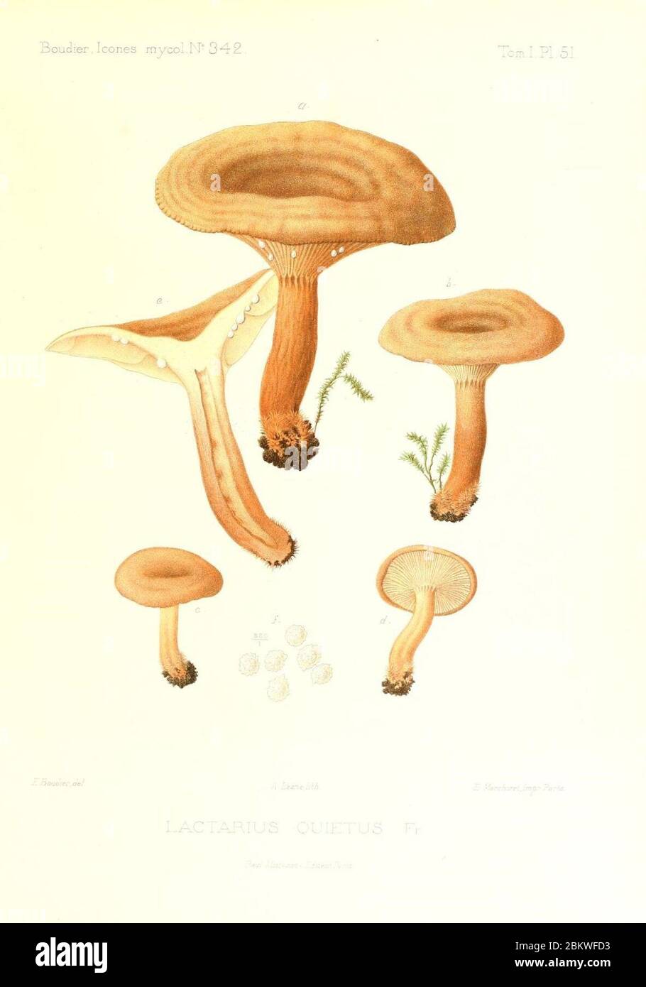 Icones mycologicæ, ou Iconographie des champignons de France principalement Discomycetes (Pl. 51) (9800932146). Stock Photo