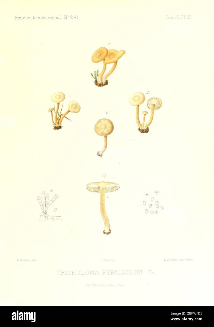 Icones mycologicæ, ou Iconographie des champignons de France principalement Discomycetes (Pl. 25) (9800867464). Stock Photo