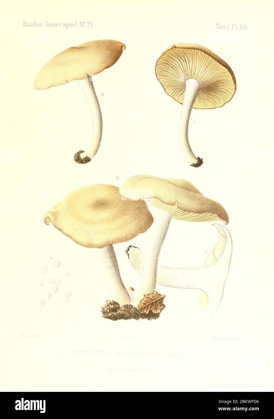 Icones mycologicæ, ou Iconographie des champignons de France principalement Discomycetes (Pl. 29) (9800877214). Stock Photo