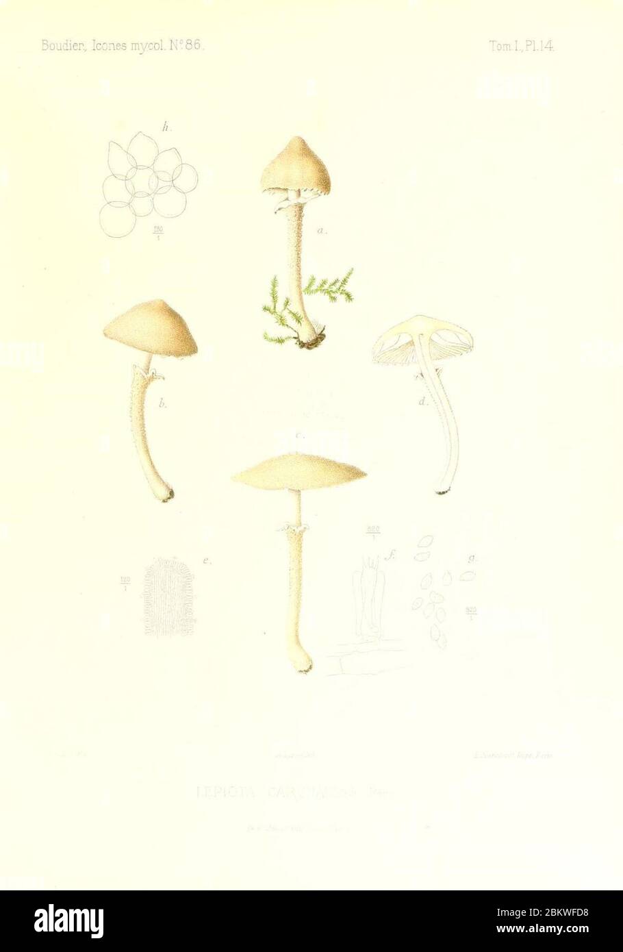 Icones mycologicæ, ou Iconographie des champignons de France principalement Discomycetes (Pl. 14) (9800845216). Stock Photo