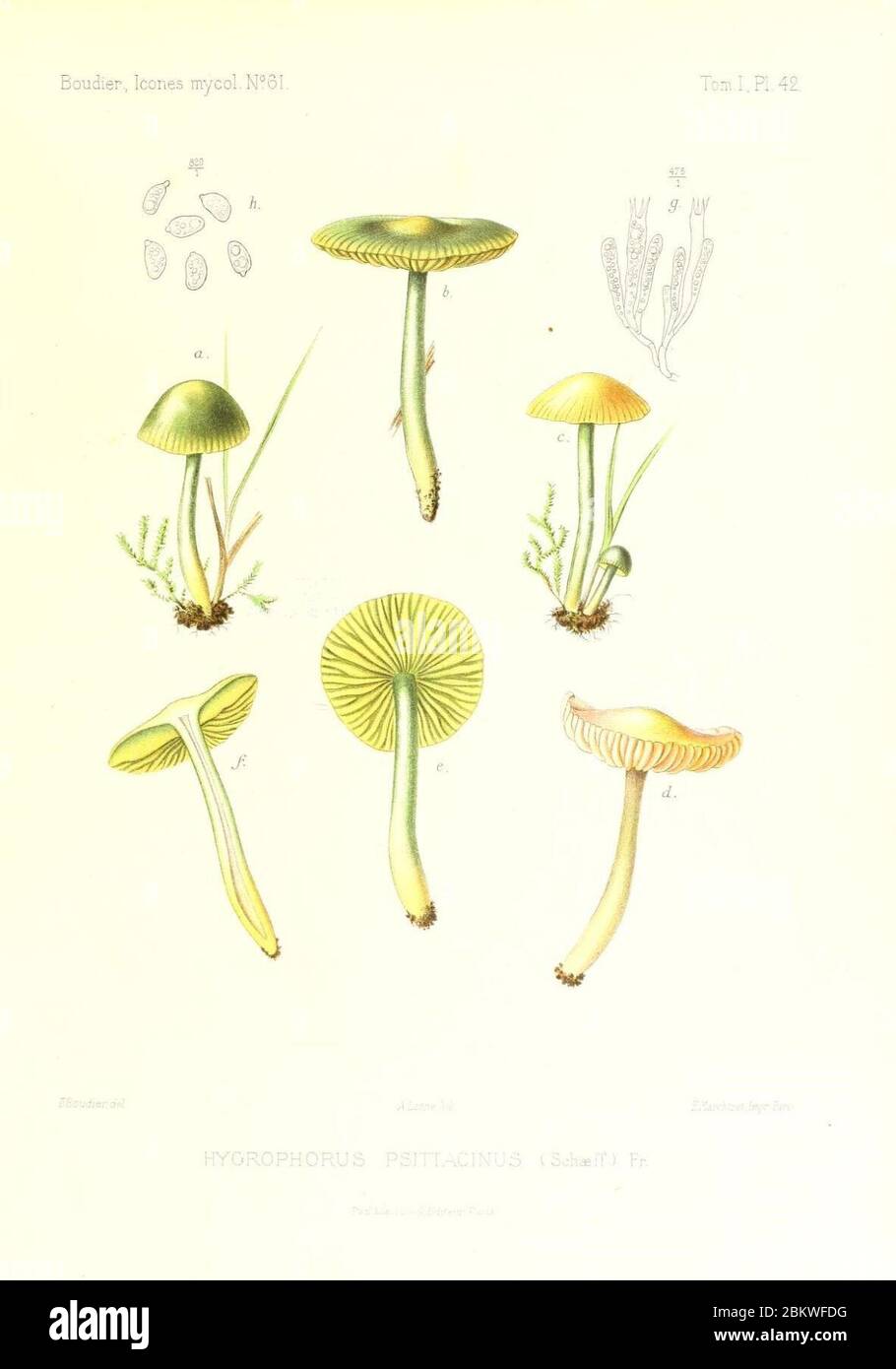 Icones mycologicæ, ou Iconographie des champignons de France principalement Discomycetes (Pl. 42) (9800967023). Stock Photo