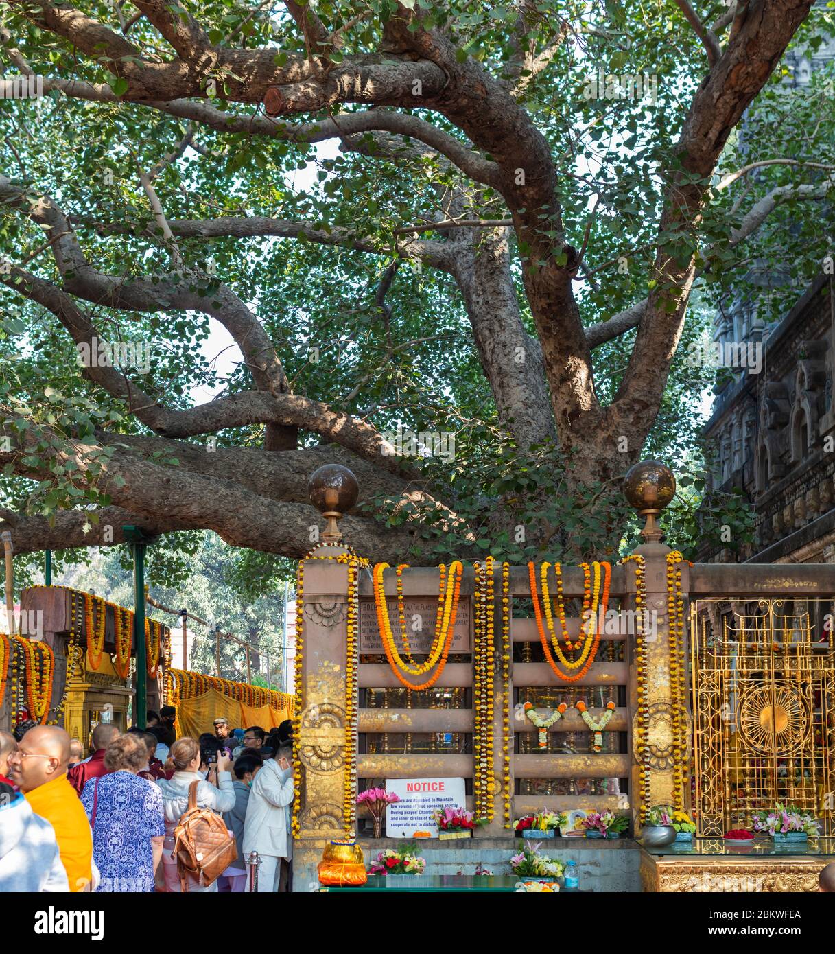 Bodhi Tree, Mahabodhi Temple, Bodh Gaya, Bihar, India Stock Photo Alamy