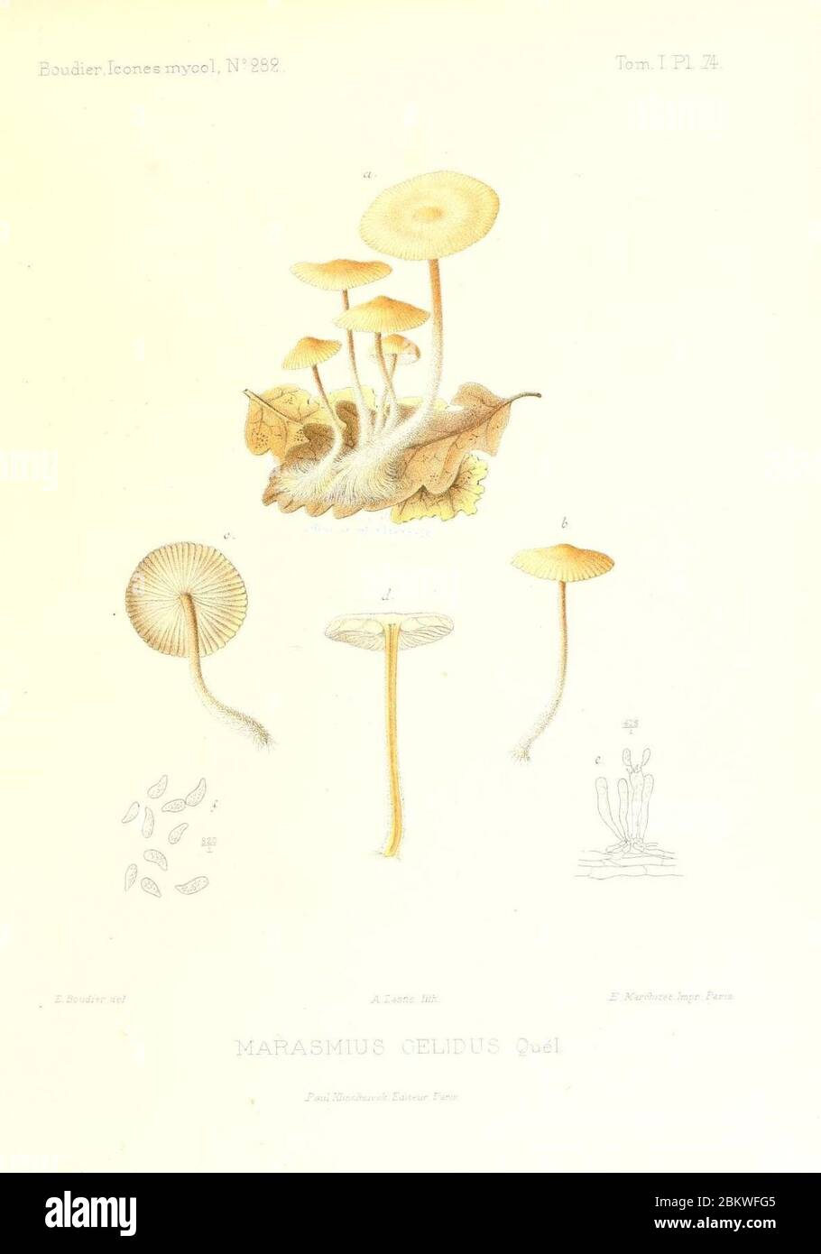 Icones mycologicæ, ou Iconographie des champignons de France principalement Discomycetes (Pl. 74) (9800955065). Stock Photo