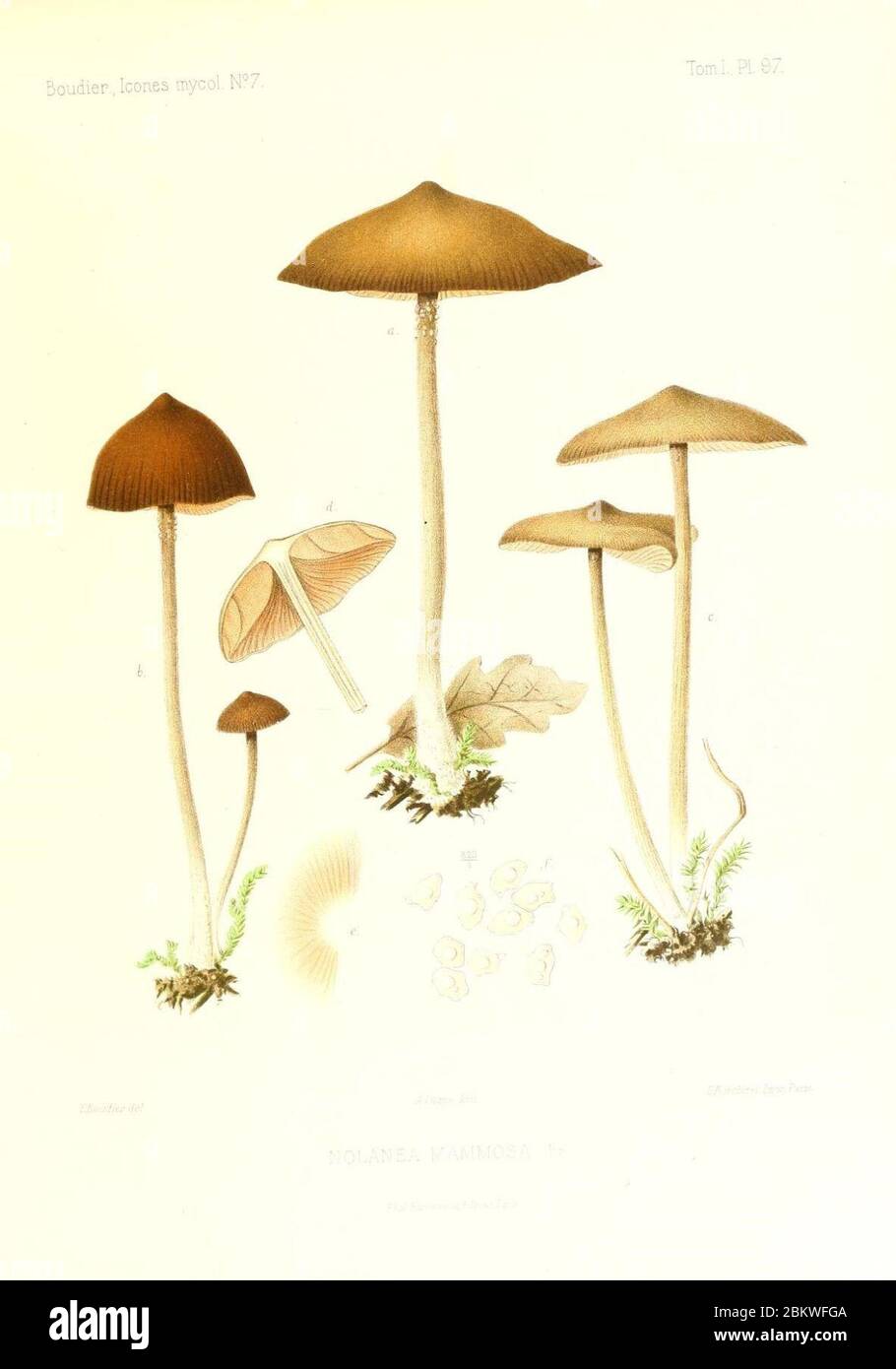 Icones mycologicæ, ou Iconographie des champignons de France principalement Discomycetes (Pl. 97) (9801031754). Stock Photo
