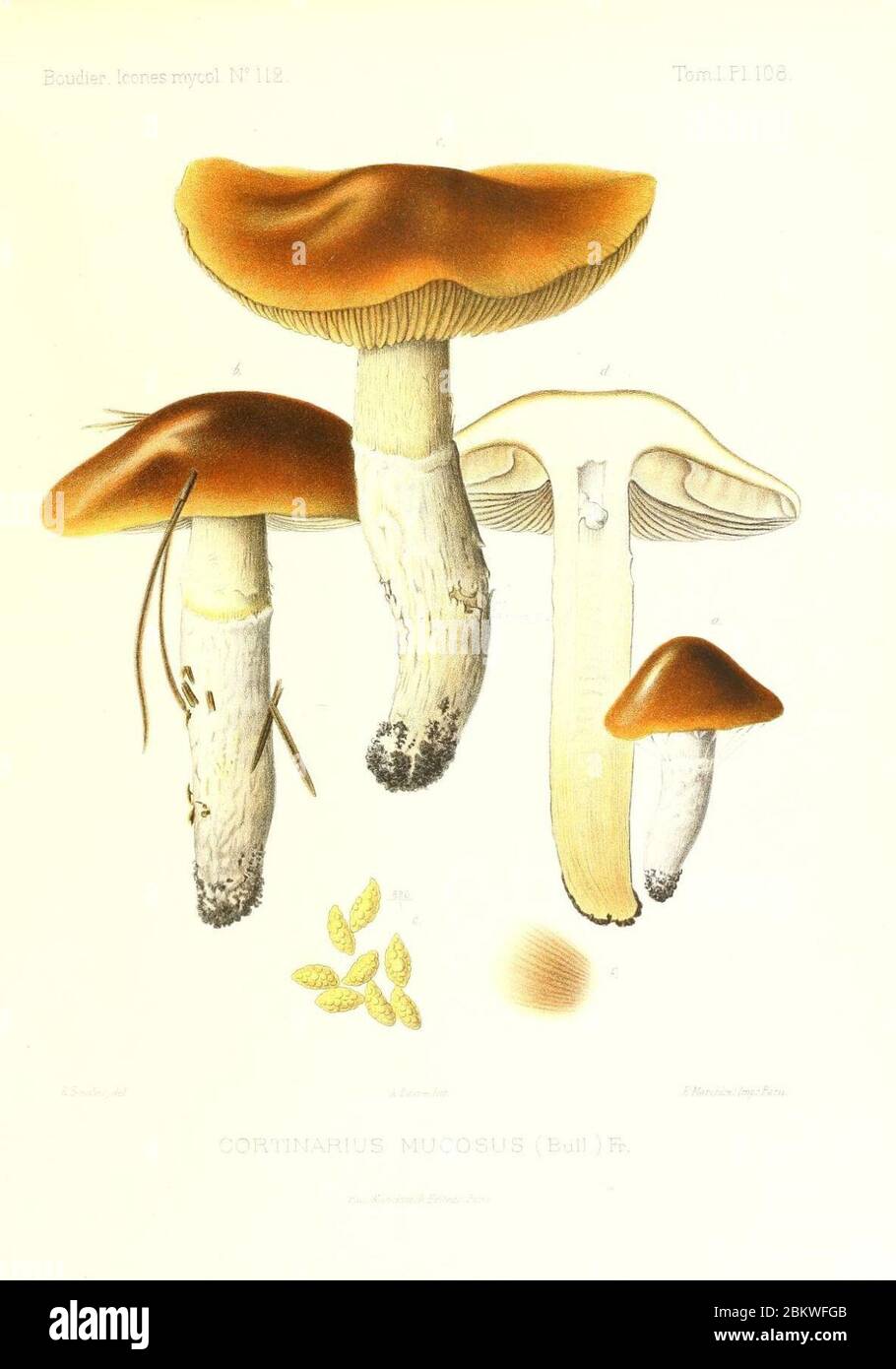 Icones mycologicæ, ou Iconographie des champignons de France principalement Discomycetes (Pl. 108) (9801121783). Stock Photo