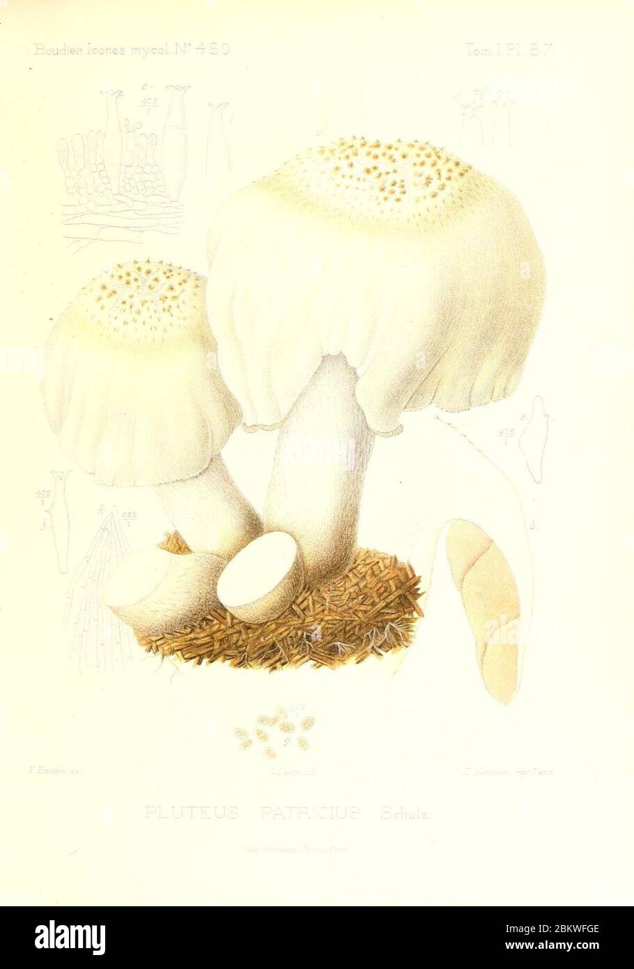 Icones mycologicæ, ou Iconographie des champignons de France principalement Discomycetes (Pl. 87) (9801019506). Stock Photo
