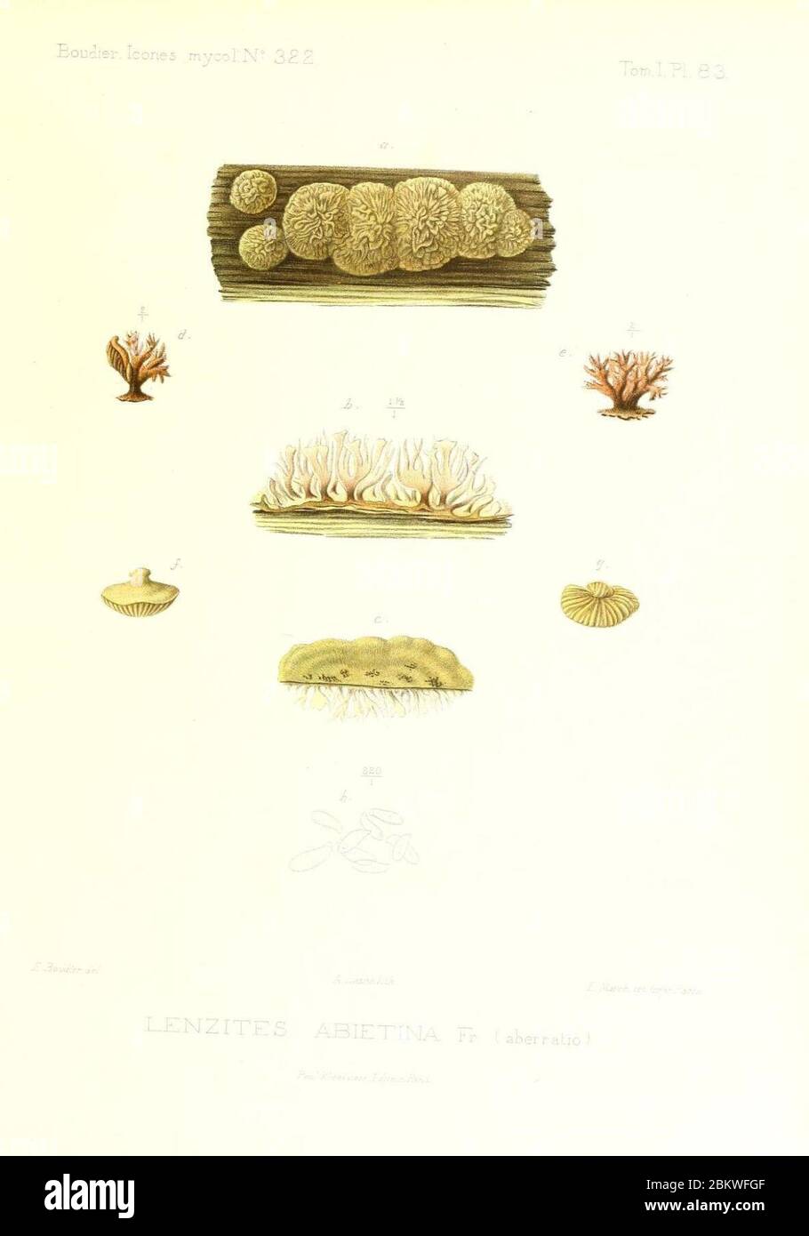 Icones mycologicæ, ou Iconographie des champignons de France principalement Discomycetes (Pl. 83) (9801065053). Stock Photo