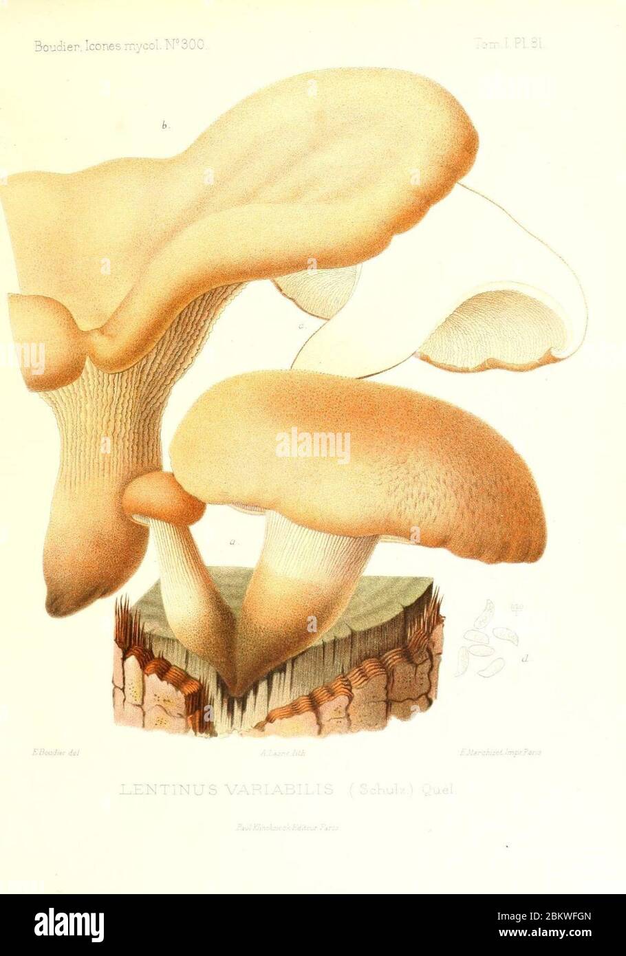Icones mycologicæ, ou Iconographie des champignons de France principalement Discomycetes (Pl. 81) (9800995824). Stock Photo