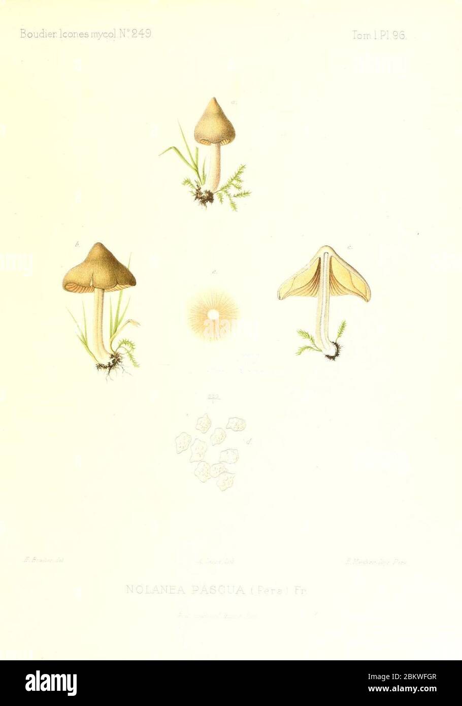 Icones mycologicæ, ou Iconographie des champignons de France principalement Discomycetes (Pl. 96) (9801038266). Stock Photo