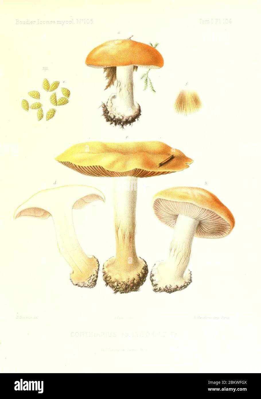Icones mycologicæ, ou Iconographie des champignons de France principalement Discomycetes (Pl. 104) (9801110963). Stock Photo