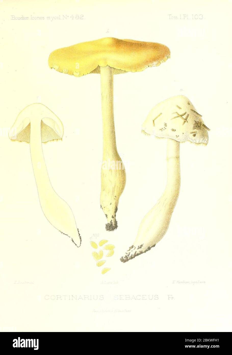 Icones mycologicæ, ou Iconographie des champignons de France principalement Discomycetes (Pl. 103) (9801108043). Stock Photo