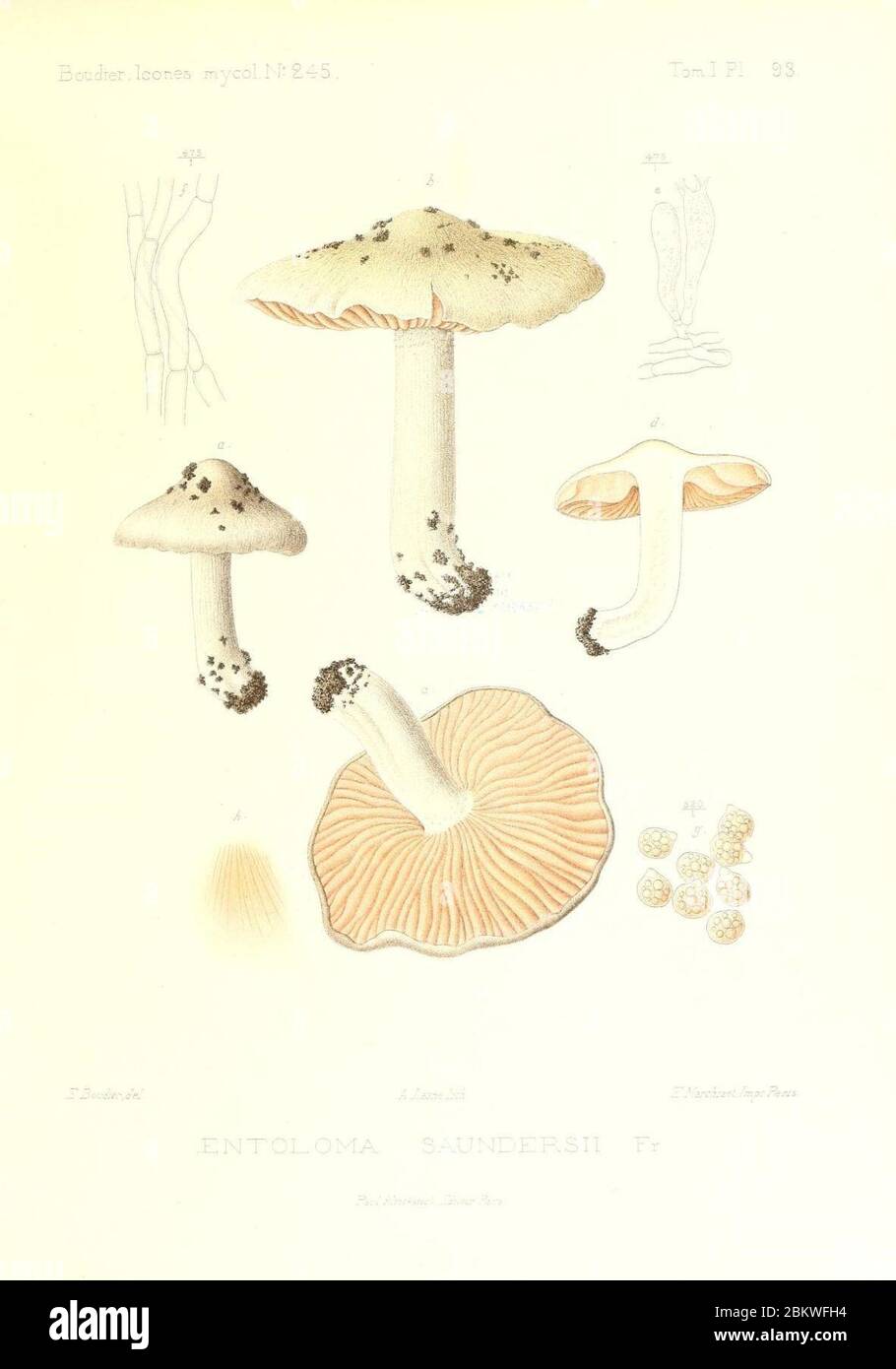 Icones mycologicæ, ou Iconographie des champignons de France principalement Discomycetes (Pl. 93) (9801031506). Stock Photo