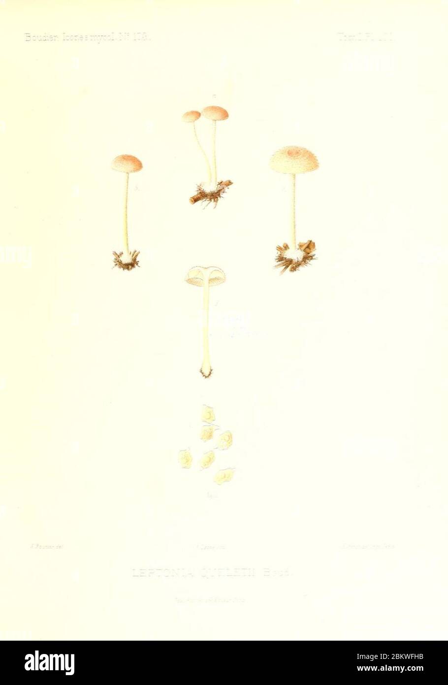Icones mycologicæ, ou Iconographie des champignons de France principalement Discomycetes (Pl. 100) (9801046046). Stock Photo