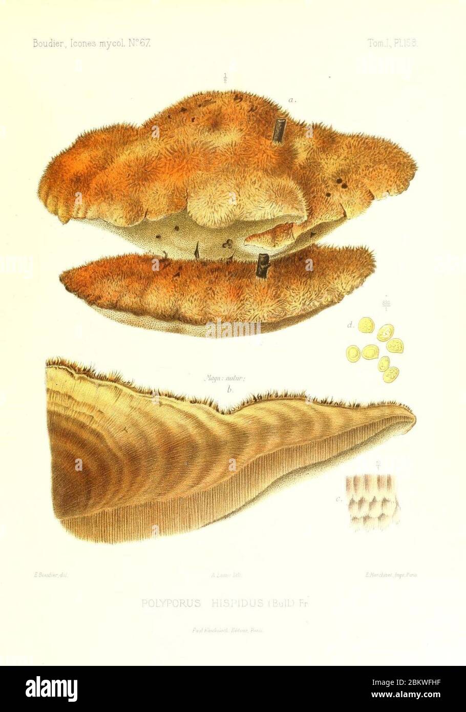 Icones mycologicæ, ou Iconographie des champignons de France principalement Discomycetes (Pl. 158) (9801294575). Stock Photo