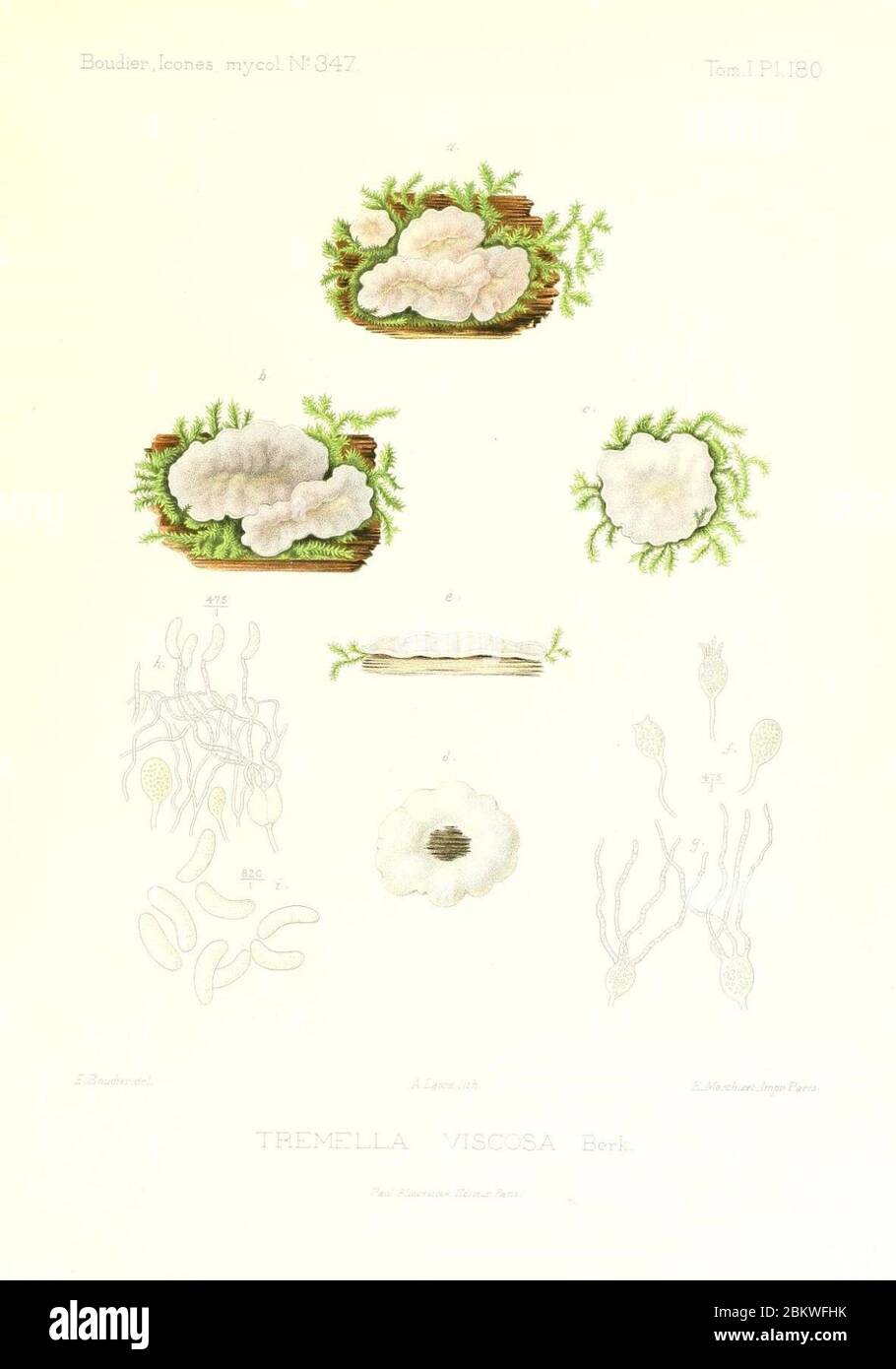 Icones mycologicæ, ou Iconographie des champignons de France principalement Discomycetes (Pl. 180) (9801387236). Stock Photo
