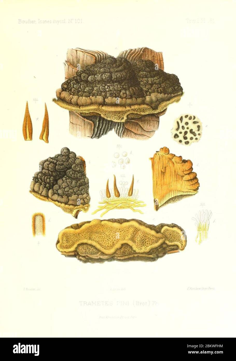 Icones mycologicæ, ou Iconographie des champignons de France principalement Discomycetes (Pl. 161) (9801336926). Stock Photo