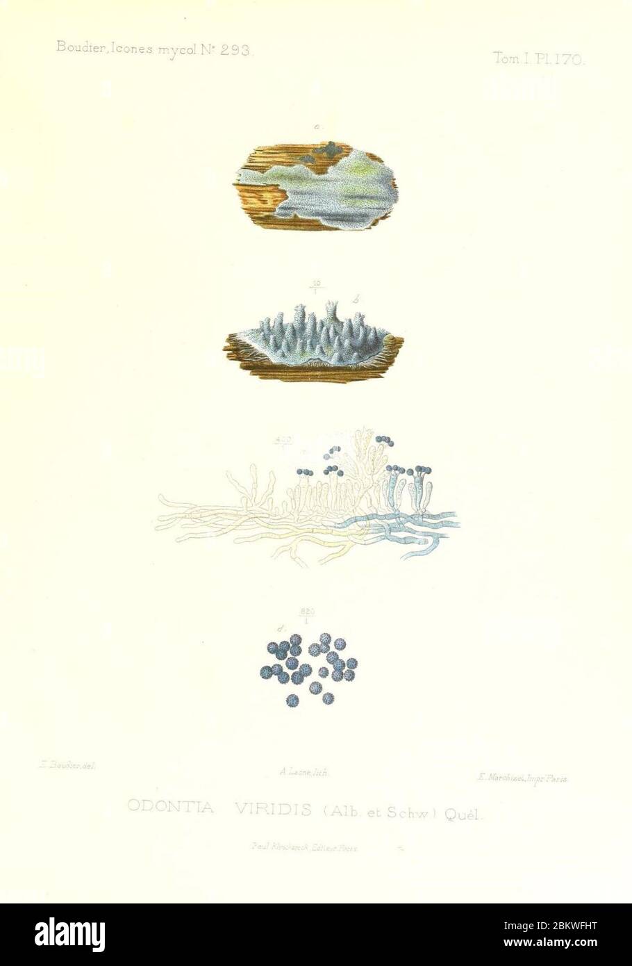 Icones mycologicæ, ou Iconographie des champignons de France principalement Discomycetes (Pl. 170) (9801351394). Stock Photo
