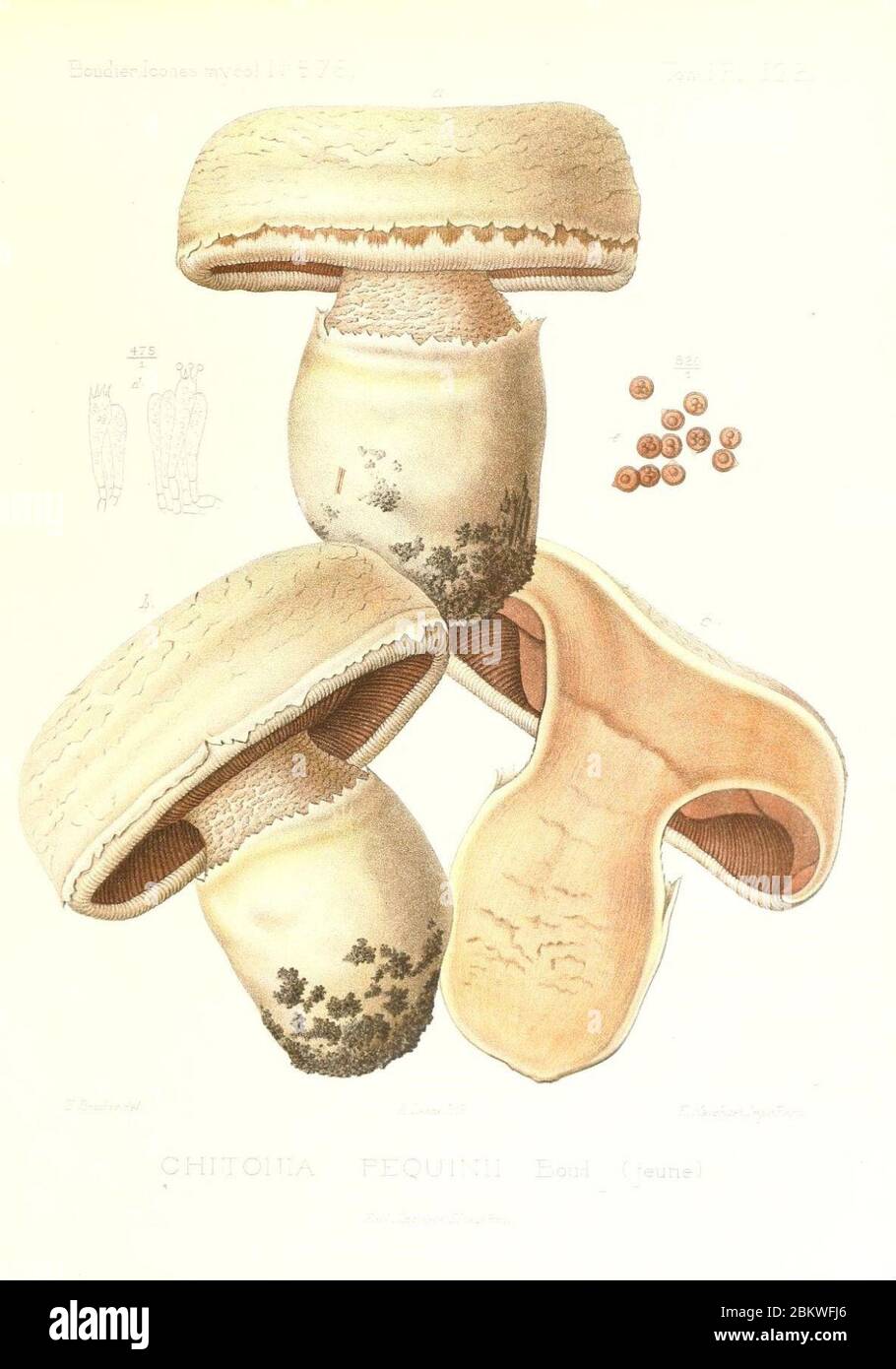 Icones mycologicæ, ou Iconographie des champignons de France principalement Discomycetes (Pl. 132) (9801313673). Stock Photo