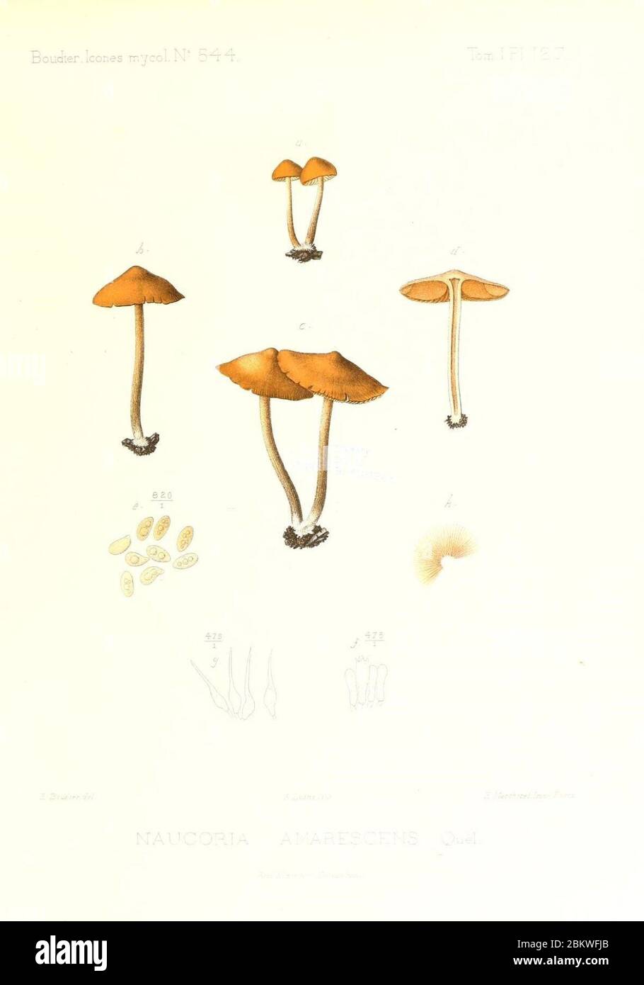 Icones mycologicæ, ou Iconographie des champignons de France principalement Discomycetes (Pl. 127) (9801084025). Stock Photo