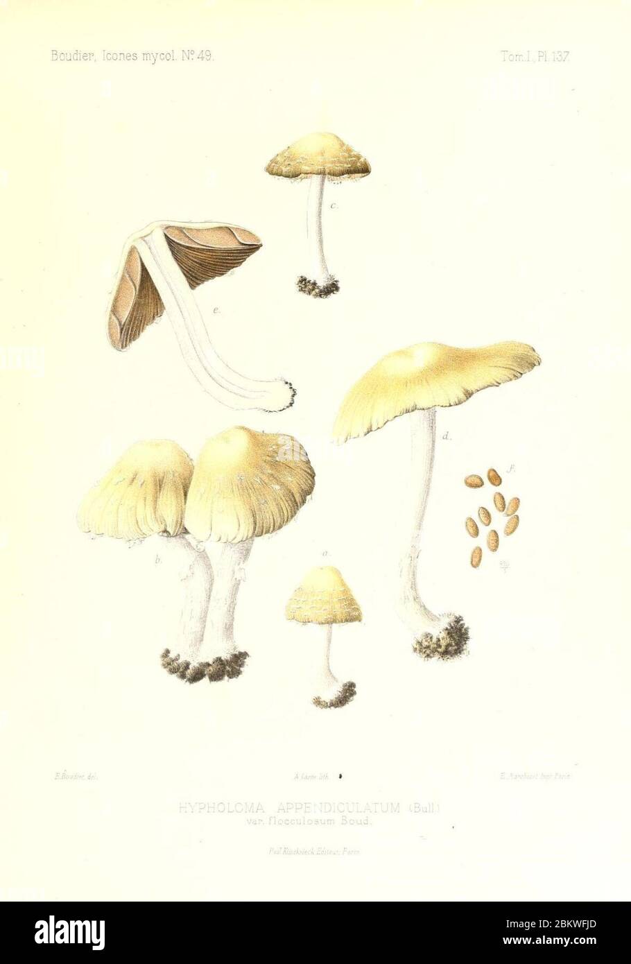 Icones mycologicæ, ou Iconographie des champignons de France principalement Discomycetes (Pl. 137) (9801324603). Stock Photo