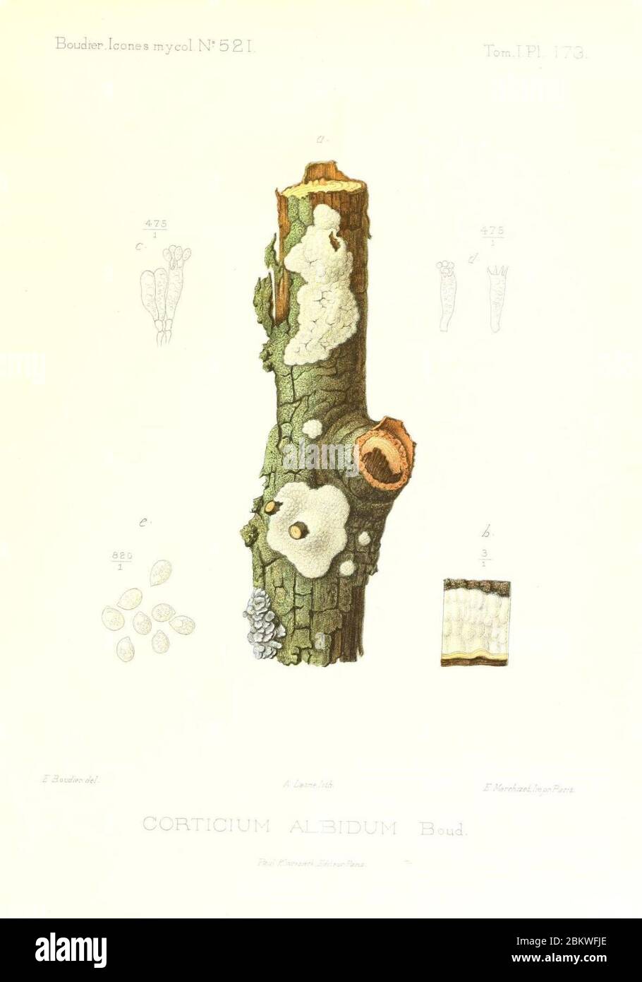 Icones mycologicæ, ou Iconographie des champignons de France principalement Discomycetes (Pl. 173) (9801365936). Stock Photo