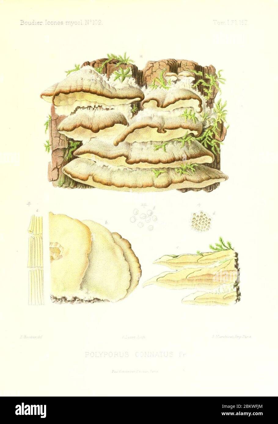Icones mycologicæ, ou Iconographie des champignons de France principalement Discomycetes (Pl. 157) (9801291775). Stock Photo