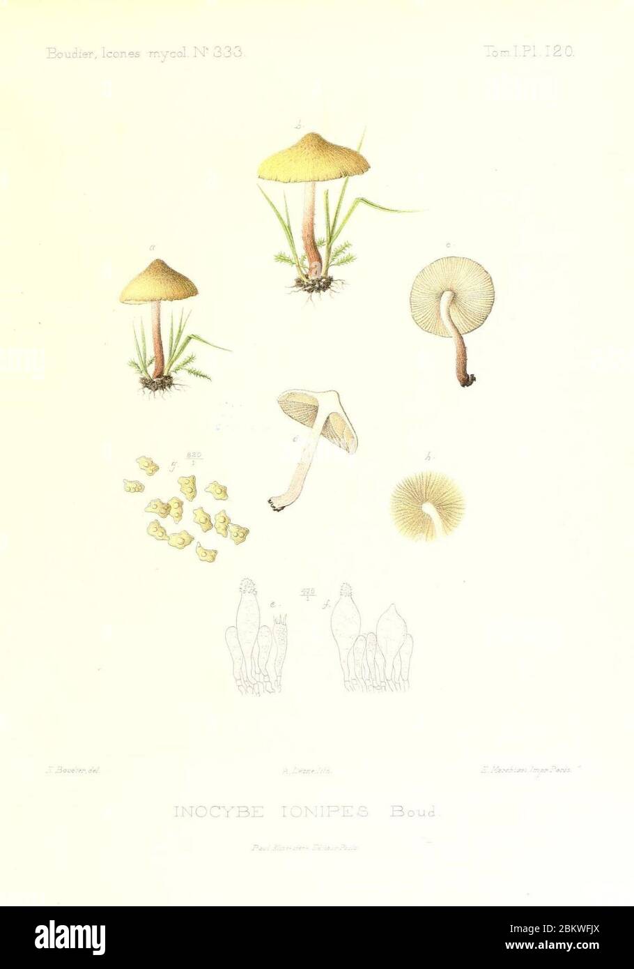 Icones mycologicæ, ou Iconographie des champignons de France principalement Discomycetes (Pl. 120) (9801099926). Stock Photo