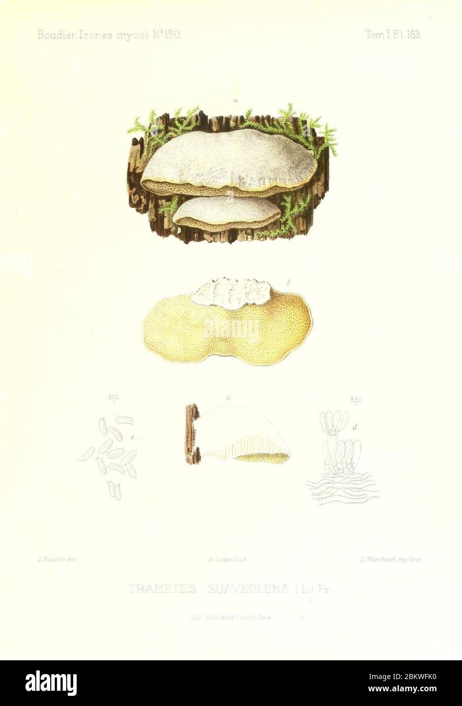 Icones mycologicæ, ou Iconographie des champignons de France principalement Discomycetes (Pl. 163) (9801310465). Stock Photo
