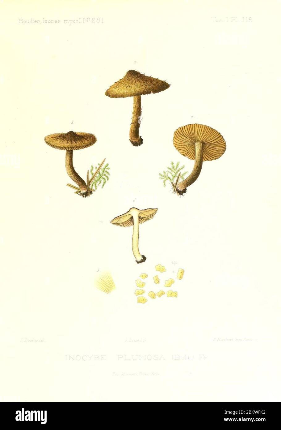 Icones mycologicæ, ou Iconographie des champignons de France principalement Discomycetes (Pl. 118) (9801149273). Stock Photo